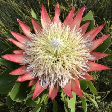 Protea Tsitsikamma Picture of Protea Tsitsikamma (11504)