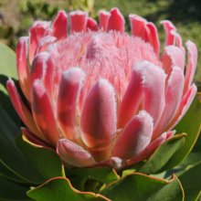 Protea Valentine Picture of Protea Valentine (30666)