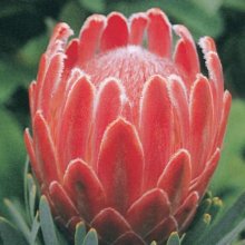 Protea Venus Picture of Protea Venus (11532)