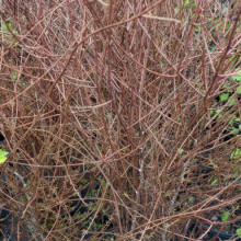 Prumnopitys taxifolia Matai Picture of Prumnopitys taxifolia Matai (11891)