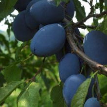 Picture of Prune Plum Italian GQ (4422)