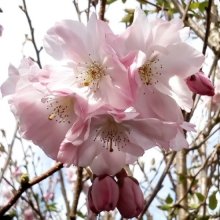 Prunus Accolade H/W 1.5m Picture of Prunus Accolade H/W 1.5m (4425)