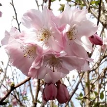 Prunus Accolade H/W 1.8m Picture of Prunus Accolade H/W 1.8m (4427)