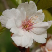 Prunus Amanogawa L/W Picture of Prunus Amanogawa L/W (4432)
