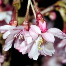 Prunus Autumnalis Rosea H/W 1.8m Picture of Prunus Autumnalis Rosea H/W 1.8m (9536)