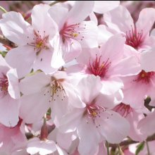 Prunus Awanui H/W 1.2m Picture of Prunus Awanui H/W 1.2m (6560)