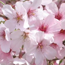 Prunus Awanui H/W 1.5m Picture of Prunus Awanui H/W 1.5m (4507)