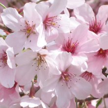 Prunus Awanui H/W 1.8m Picture of Prunus Awanui H/W 1.8m (4508)