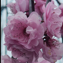 Prunus Blireana L/W Picture of Prunus Blireana L/W (4435)