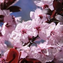 Prunus Cerasifera Nigra L/W Picture of Prunus Cerasifera Nigra L/W (4436)