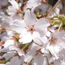 Prunus Falling Snow H/W 1.8m Picture of Prunus Falling Snow H/W 1.8m (4442)