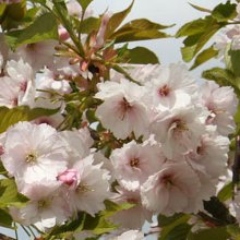 Prunus Ichiyo H/W 1.8m Picture of Prunus Ichiyo H/W 1.8m (4456)