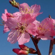 Prunus Jims Delight H/W 1.2m Picture of Prunus Jims Delight H/W 1.2m (7058)