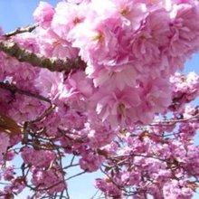 Prunus Kanzan H/W 1.8m Picture of Prunus Kanzan H/W 1.8m (4459)