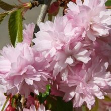 Prunus Kiku Shidare Sakura H/W 1.8m Picture of Prunus Kiku Shidare Sakura H/W 1.8m (4489)