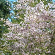 Prunus Mountain Haze H/W 1.5m Picture of Prunus Mountain Haze H/W 1.5m (9537)