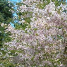 Prunus Mountain Haze H/W 1.8m Picture of Prunus Mountain Haze H/W 1.8m (9538)