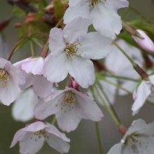 Prunus Mountain Ice L/W Picture of Prunus Mountain Ice L/W (4465)