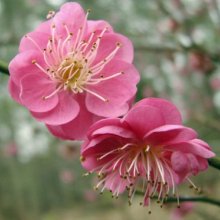 Prunus Mume Peggy Clarke L/W Picture of Prunus Mume Peggy Clarke L/W (7843)