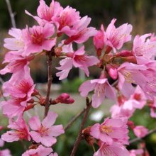 Prunus Okame L/W Picture of Prunus Okame L/W (4471)