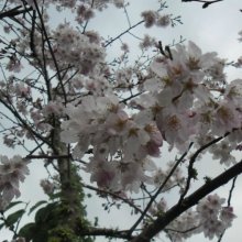 Prunus Peggy Wilson H/W 1.8m Picture of Prunus Peggy Wilson H/W 1.8m (4474)