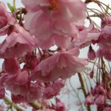 Prunus Pendula Rosea H/W 1 to 1.2m Picture of Prunus Pendula Rosea H/W 1 to 1.2m (6366)
