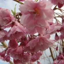 Prunus Pendula Rosea H/W 1.5m Picture of Prunus Pendula Rosea H/W 1.5m (4475)