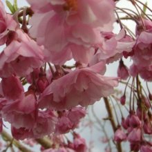 Prunus Pendula Rosea H/W 1.8m Picture of Prunus Pendula Rosea H/W 1.8m (4478)