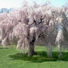 Prunus Persica Cascade L/W Picture of Prunus Persica Cascade L/W (4480)