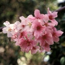 Prunus Pink Cloud H/W 1.5m Picture of Prunus Pink Cloud H/W 1.5m (8563)