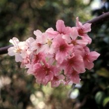 Prunus Pink Cloud L/W Picture of Prunus Pink Cloud L/W (4482)