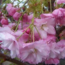 Prunus Pink Perfection H/W 1.5m Picture of Prunus Pink Perfection H/W 1.5m (4483)