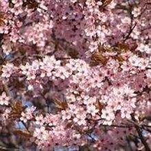 Prunus Pissardi Nigra L/W Picture of Prunus Pissardi Nigra L/W (9598)