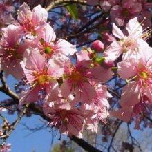 Prunus Puddum L/W Picture of Prunus Puddum L/W (7289)