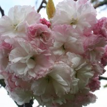 Prunus Shimidsu Sakura H/W 1.0 to 1.2m Picture of Prunus Shimidsu Sakura H/W 1.0 to 1.2m (4491)
