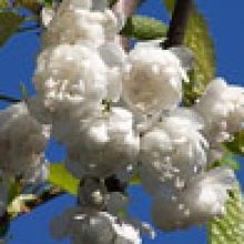 Prunus Shirofugen H/W 1.8m Picture of Prunus Shirofugen H/W 1.8m (6595)