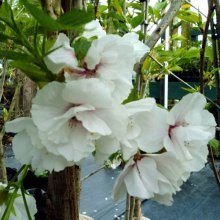 Prunus Shirotae H/W 1.0 to 1.2m Picture of Prunus Shirotae H/W 1.0 to 1.2m (5762)
