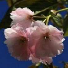 Prunus Southern Gem H/W 1.5m Picture of Prunus Southern Gem H/W 1.5m (6717)