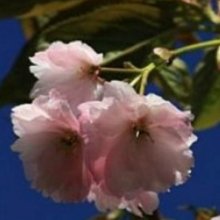 Prunus Southern Gem H/W 1.8m Picture of Prunus Southern Gem H/W 1.8m (10980)