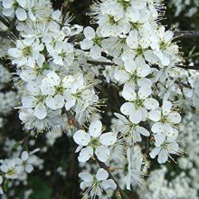 Prunus Spinosa L/W Picture of Prunus Spinosa L/W (4498)