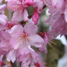 Prunus Superba H/W 1.5m Picture of Prunus Superba H/W 1.5m (4500)