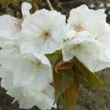 Prunus Tai Haku H/W 1.5m Picture of Prunus Tai Haku H/W 1.5m (7953)