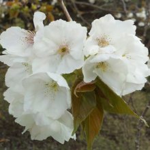 Prunus Tai Haku H/W 1.8m Picture of Prunus Tai Haku H/W 1.8m (4503)