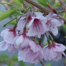 Prunus Te Mara Picture of Prunus Te Mara (4513)