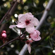 Prunus Thundercloud L/W Picture of Prunus Thundercloud L/W (4505)
