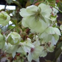 Prunus Ukon H/W 1.5m Picture of Prunus Ukon H/W 1.5m (4506)