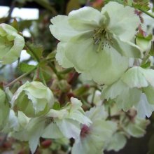 Prunus Ukon H/W 1.8m Picture of Prunus Ukon H/W 1.8m (8649)