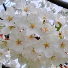 Prunus Yedoensis H/W 1.5m Picture of Prunus Yedoensis H/W 1.5m (7954)