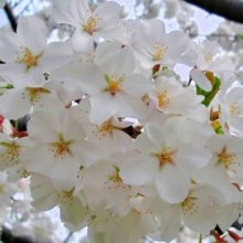 Prunus Yedoensis H/W 1.8m Picture of Prunus Yedoensis H/W 1.8m (4514)