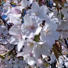 Prunus Yedoensis Purpendens H/W 1.8 Picture of Prunus Yedoensis Purpendens H/W 1.8 (9822)